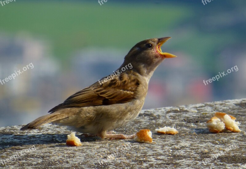 Sparrow Young Hungry Bird Free Photos