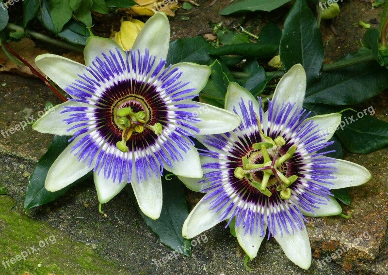 Passion Flower Blue Blossom Passiflora Plant Nature