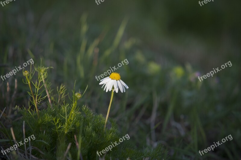 Chamomile Green Spring Grass Flower Field