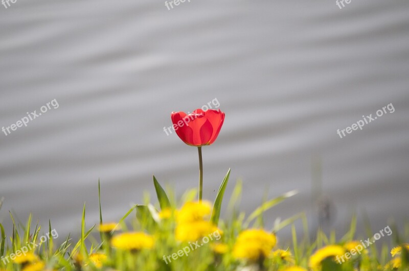 Tulip Spring Flower Red Nature