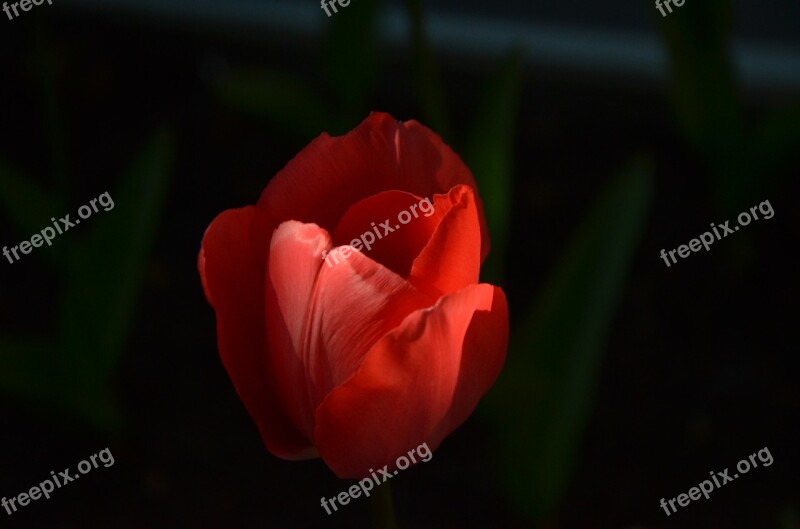 Shadow Flower Tulip Sun Nature