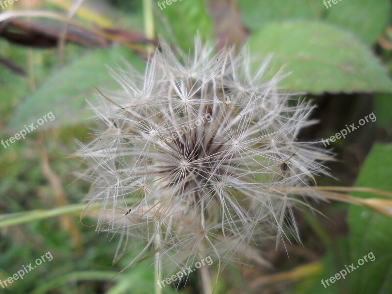 Tooth Lion Wild Flower Nature Free Photos