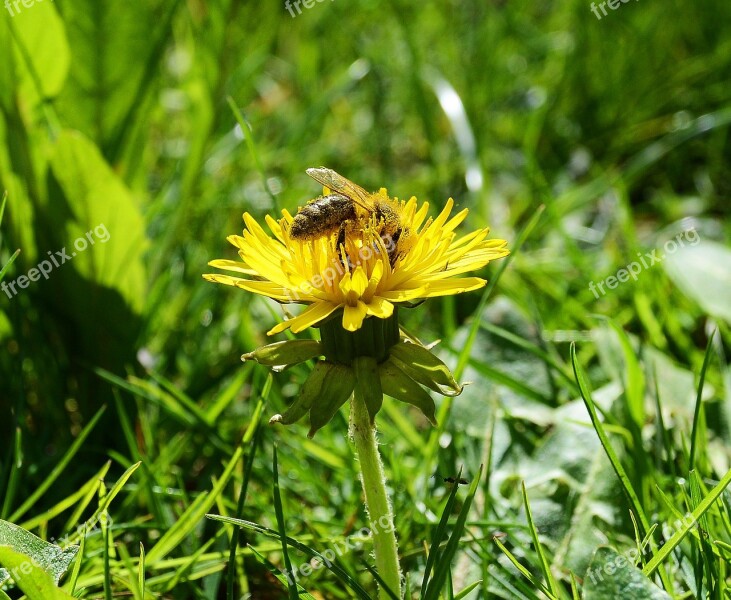 Bee Pollen Spring Honey Bee Blossom