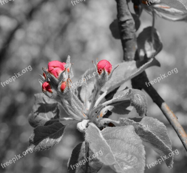 Blossom Bloom Bud Red Spring