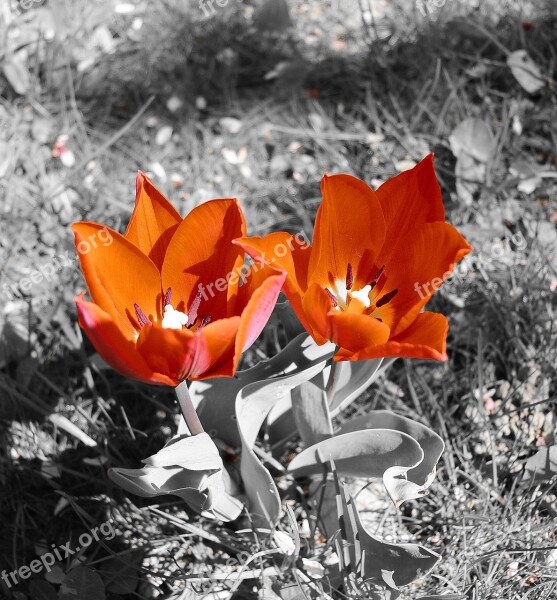 Tulips Flowers Red Spring Spring Flowers