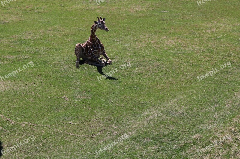 Giraffe Animal Wild Zoo Wildlife