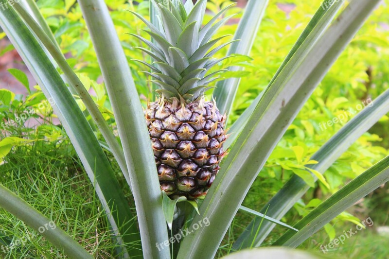 Pineapple Fruit Natural Nature Fresh