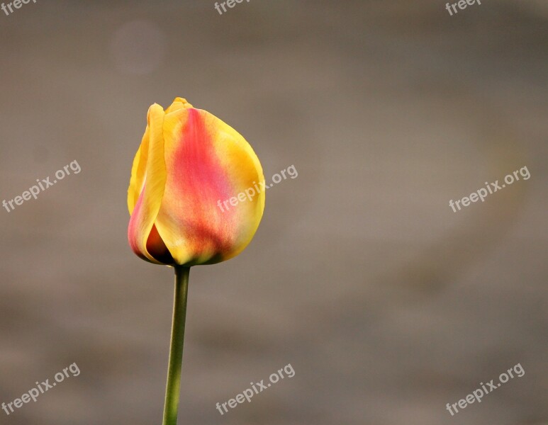 Tulip Closed Blossom Bloom Orange