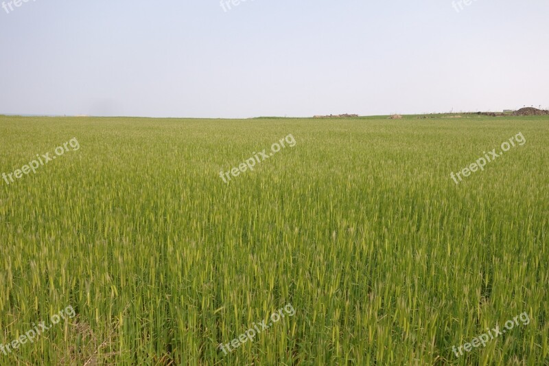 Cheongbori Field Nature Landscape Sky