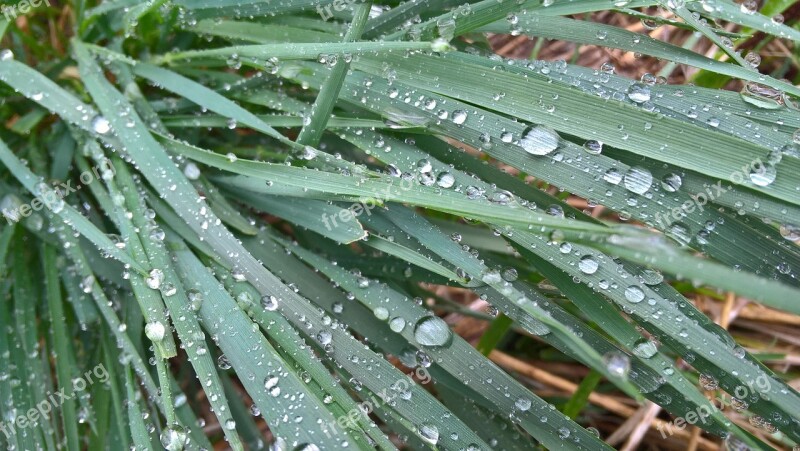 Grass Drops Water Nature Rosa