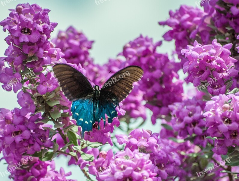 Butterfly Texas Sage Sage Nature Purple