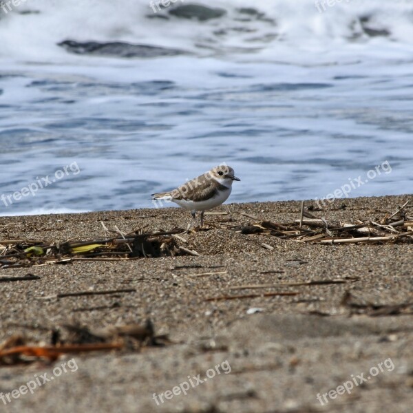 Animal Sea Beach Wave Sand