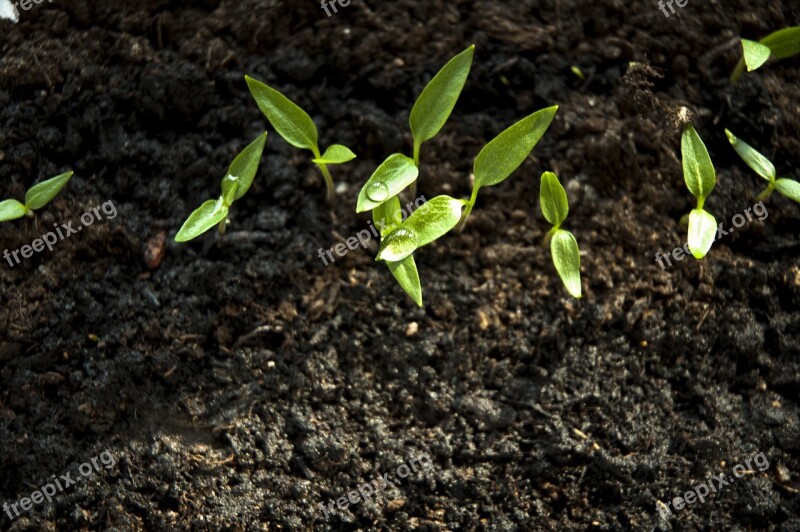 Sprout Paprika Vegetarian Earth Day Healthy