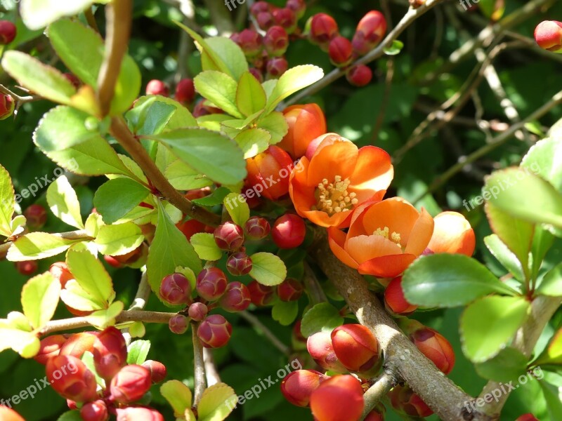 Japanese Ornamental Quince Ornamental Shrub Flowers Bud Bush