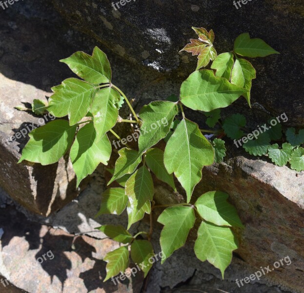 Poison Ivy On Stone Wall Plant New Leaves Spring Leaves