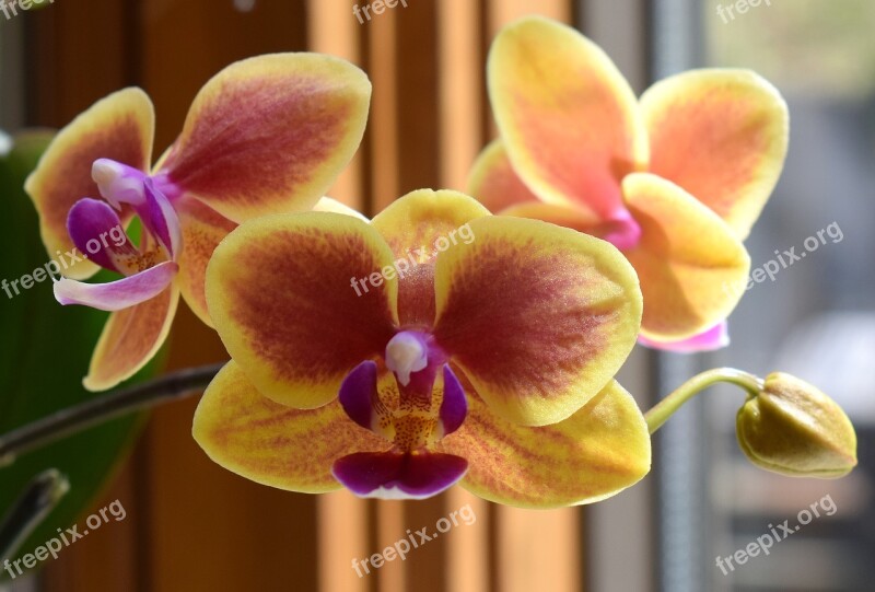 Hybrid Phalaenopsis Phalaenopsis Orchid Yellow Pink