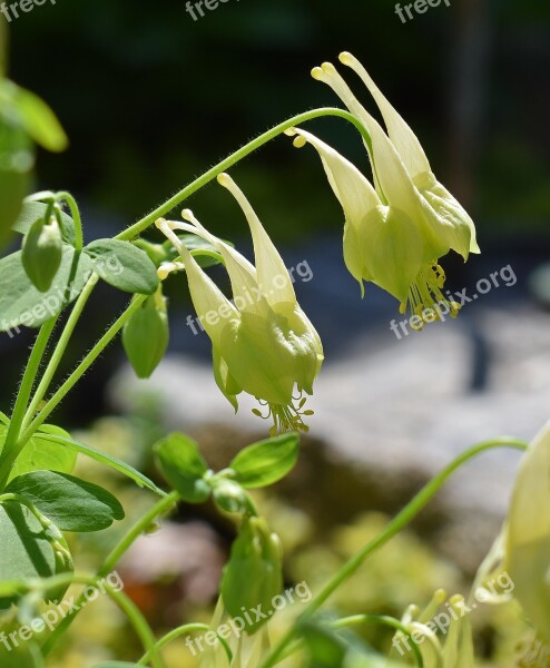 Yellow Columbine Columbine Newly-opened Flower Blossom