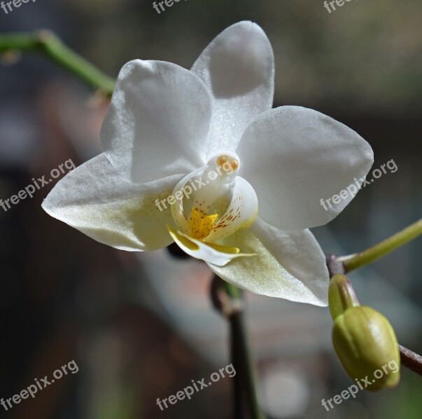 Hybrid Phalaenopsis Phalaenopsis Orchid Yellow White