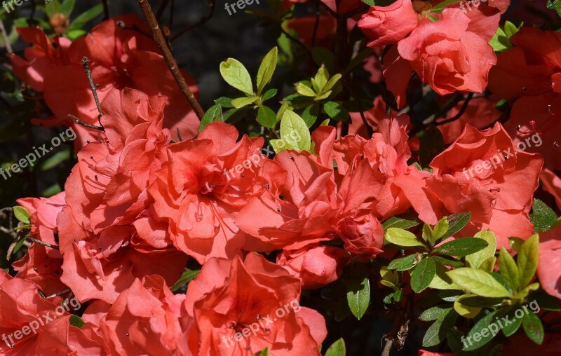 Orange Azalea Azalea Flower Blossom Bloom