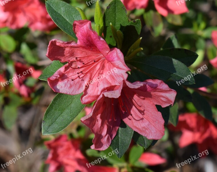 Coral-pink Azalea Azalea Flower Blossom Bloom