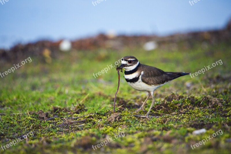 Bird Worm Eating Nature Feed