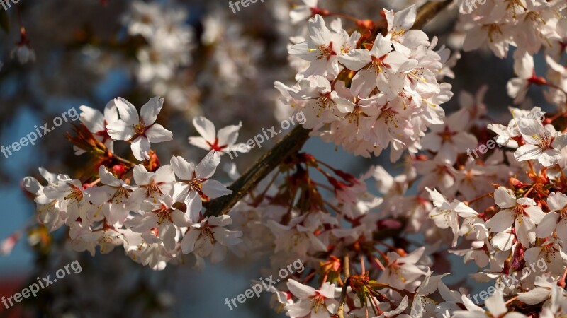 Spring Flowers Tree Garden Nature