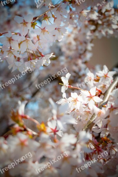 Spring Flowers Flowering Garden Nature