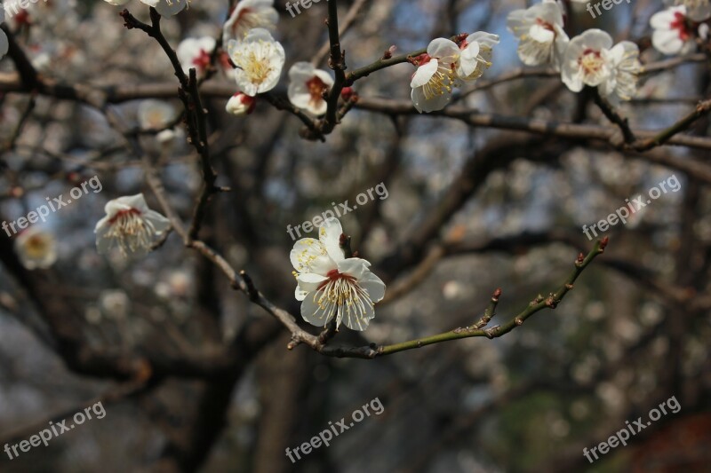 Flower Tree Artistic Conception Spring Free Photos