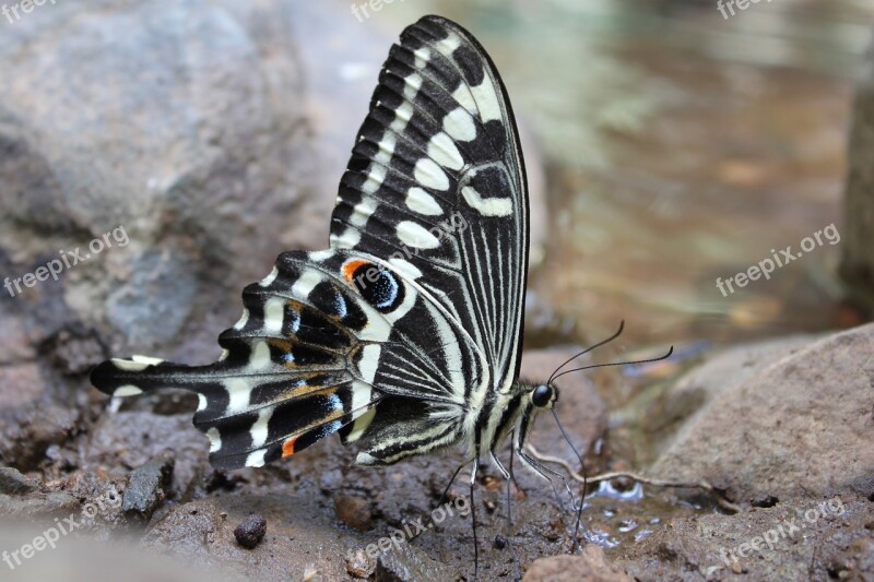 Butterfly Swallowtail Insect Free Photos