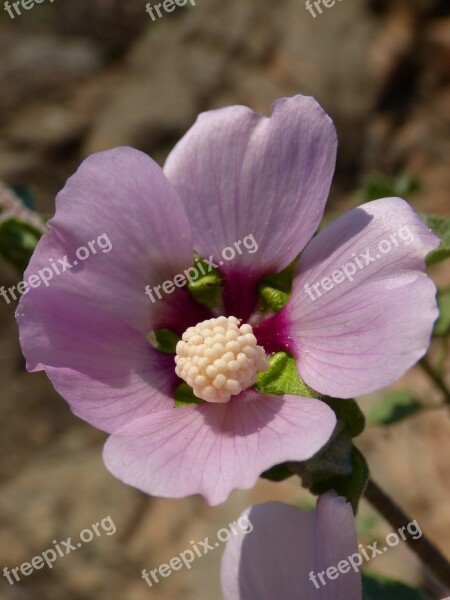 Hibiscus Syriacus Syrian Rose Wild Flower Detail Mediterranean Flora