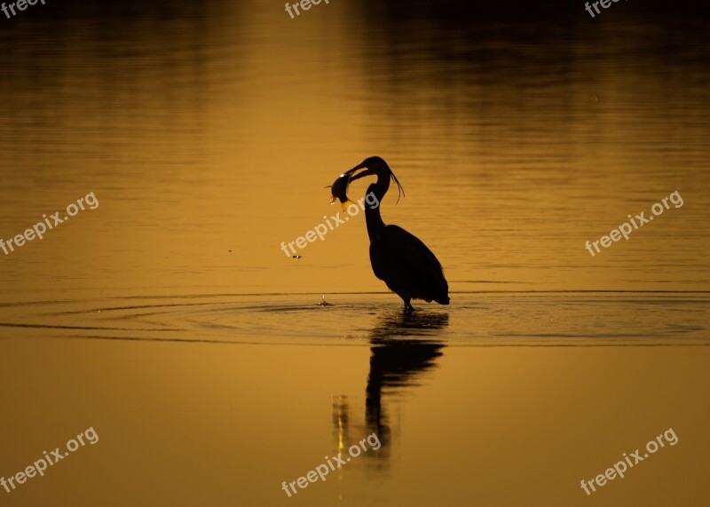 Heron Bird Beak Water Bird Fishing