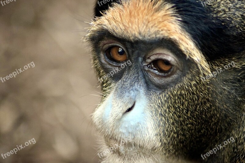 Gibbon Monkey Zooaufnahme Free Photos