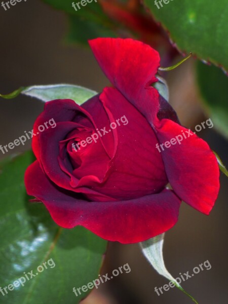 Rosa Cocoon Red Rose Free Photos