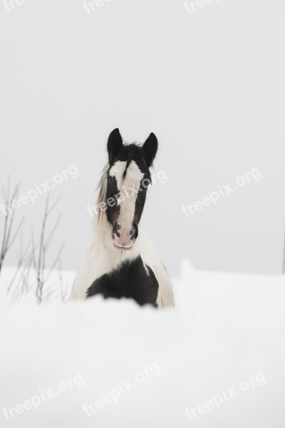 Horse White Black Grasshopper Stallion