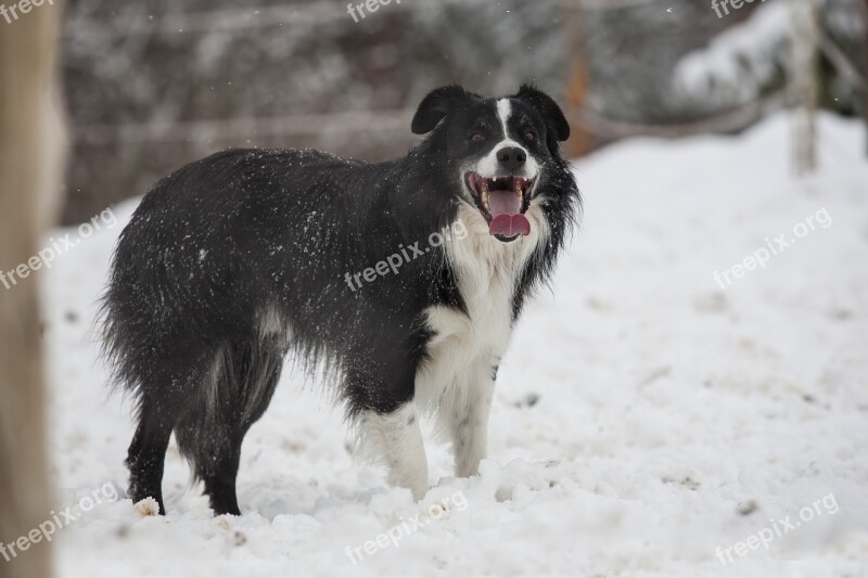 Dog Border Collie Snow Black White