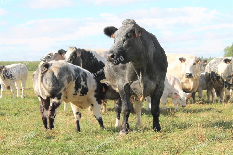 Cow Calf Beef Cattle Belgian Blue Pasture