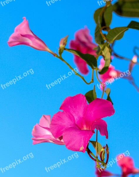 Flower Spring Azalea Pink Nature Summer