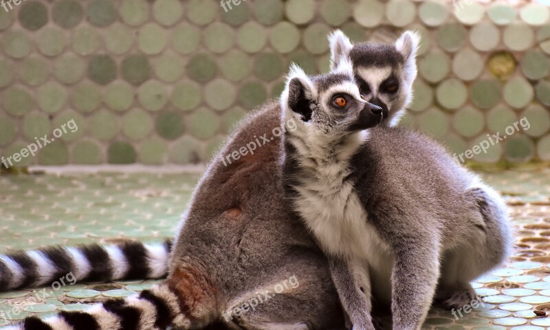 Ape Lemur Cute Pair äffchen