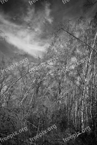 Landscape Meadowlands Trees Birch Bare Branches