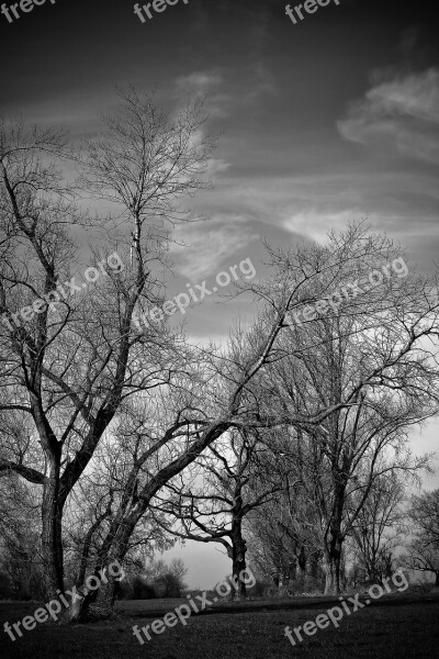 Landscape Meadowlands Trees Bare Branches Mood