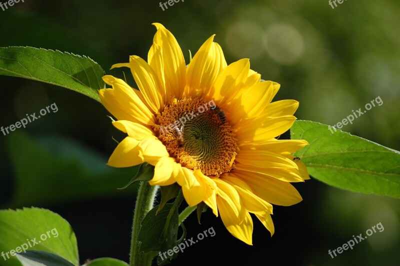 Flower Nature Yellow Flower Sunflower Public Record