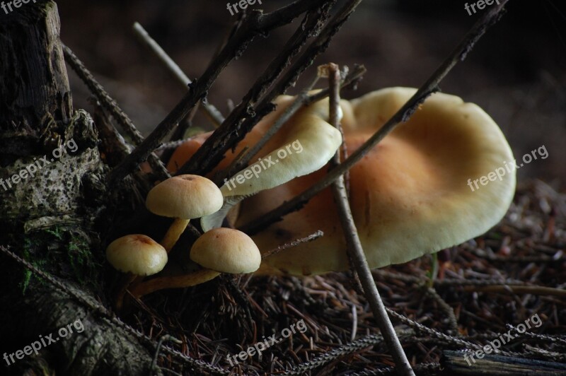 Mushrooms Nature Forest Autumn Mushroom Picking