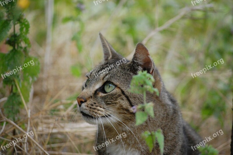 Cat Nature Young Cat Pet Mieze