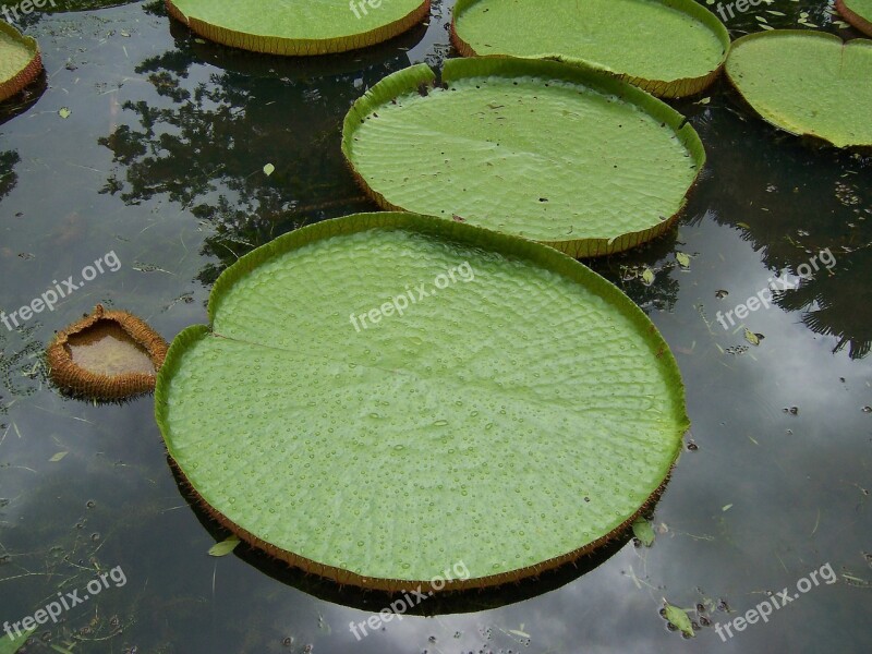 Lillies Water Lagoon Free Photos