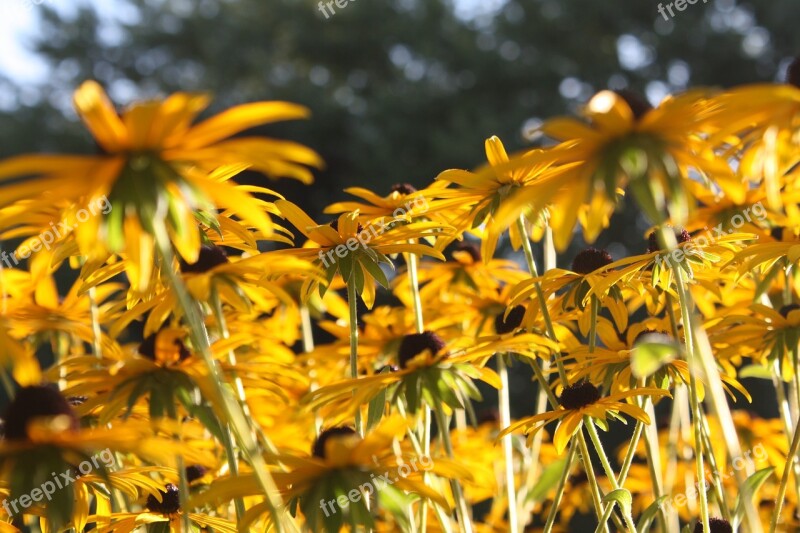 Black Eyed Susan Daisy Flowers Yellow Summer