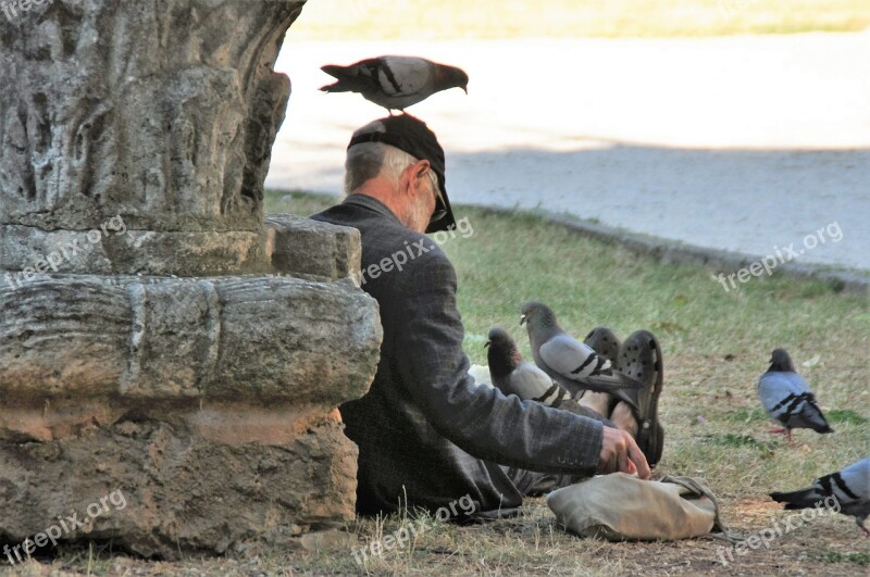 Pigeons Feed Birds Food Feather