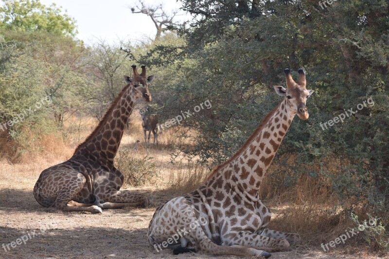 Giraffe Africa Safari Wildlife Wild