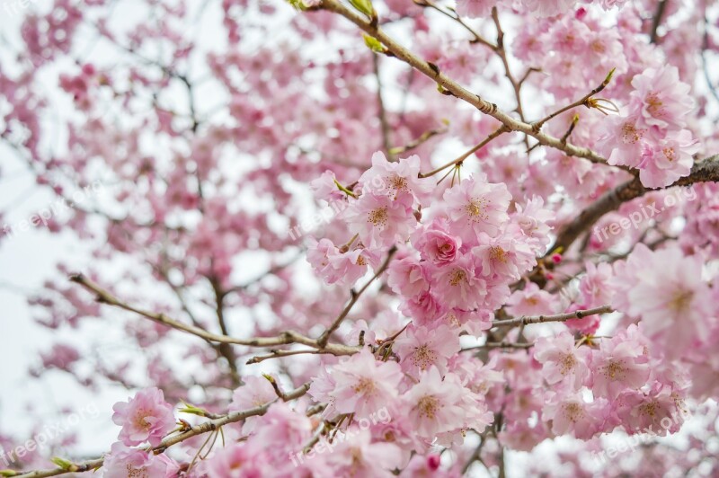 Cherry Blossom Qingdao Pink Free Photos