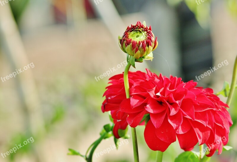 Flower Red Plant Nature Garden