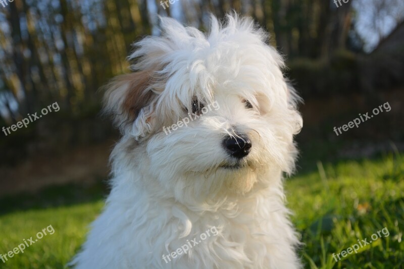 Dog Puppy Cotton Tulear White Animal